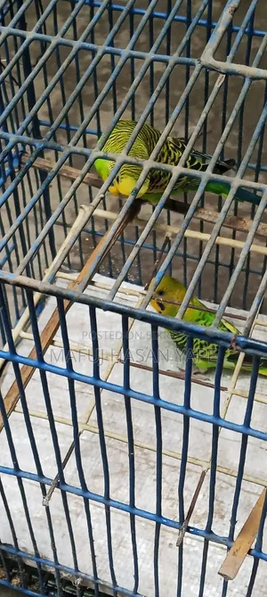 বাজিগর পাখি