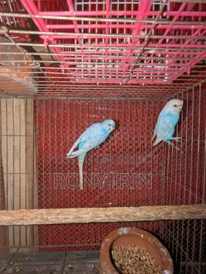 রানিং ২ জোড়া বাজিগার পাখি নিলে একপিস বাজিগার ফ্রী