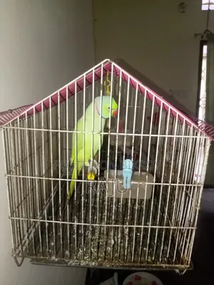Pet bird.speeking