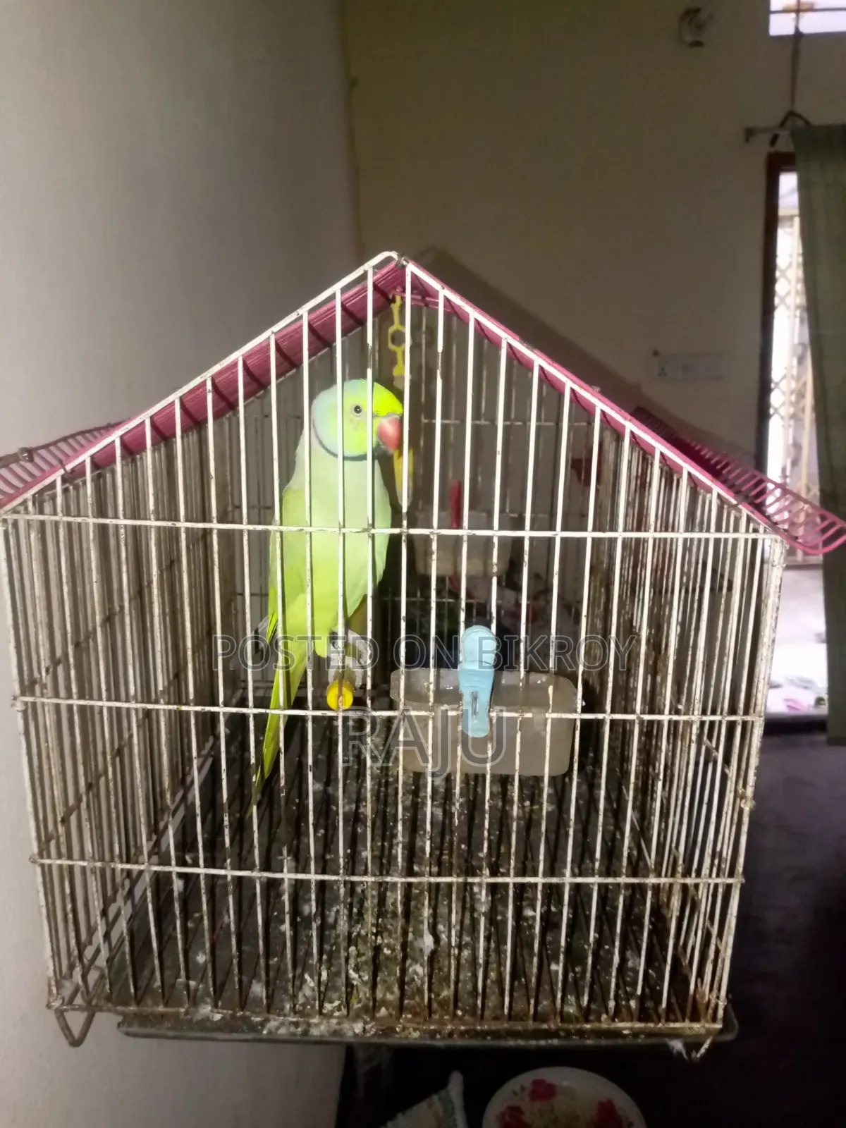 Pet bird.speeking