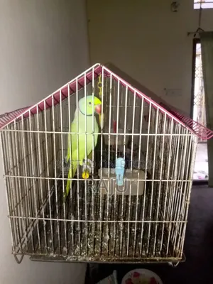 Pet bird.speeking