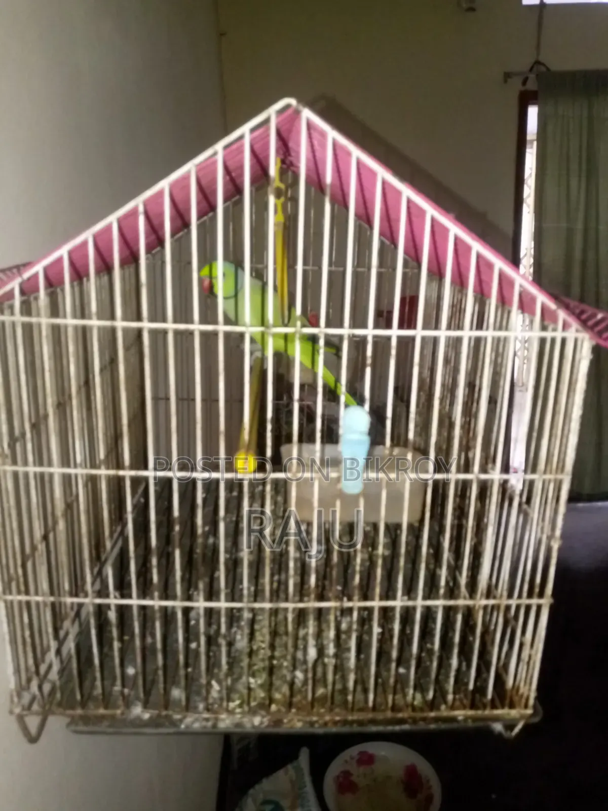 Pet bird.speeking