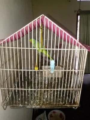 Pet bird.speeking