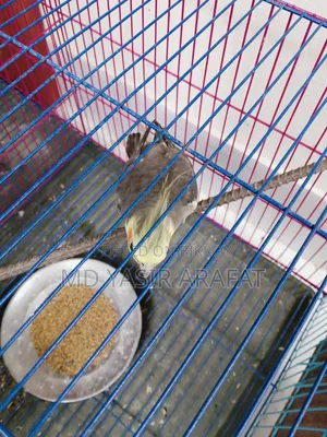 Healthy রানিং ককাটেল জোড়া