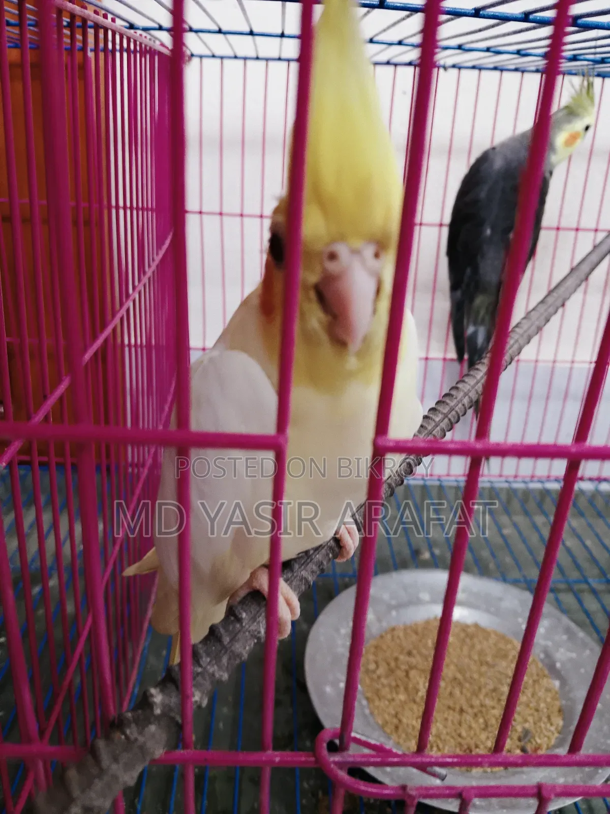 Healthy রানিং ককাটেল জোড়া