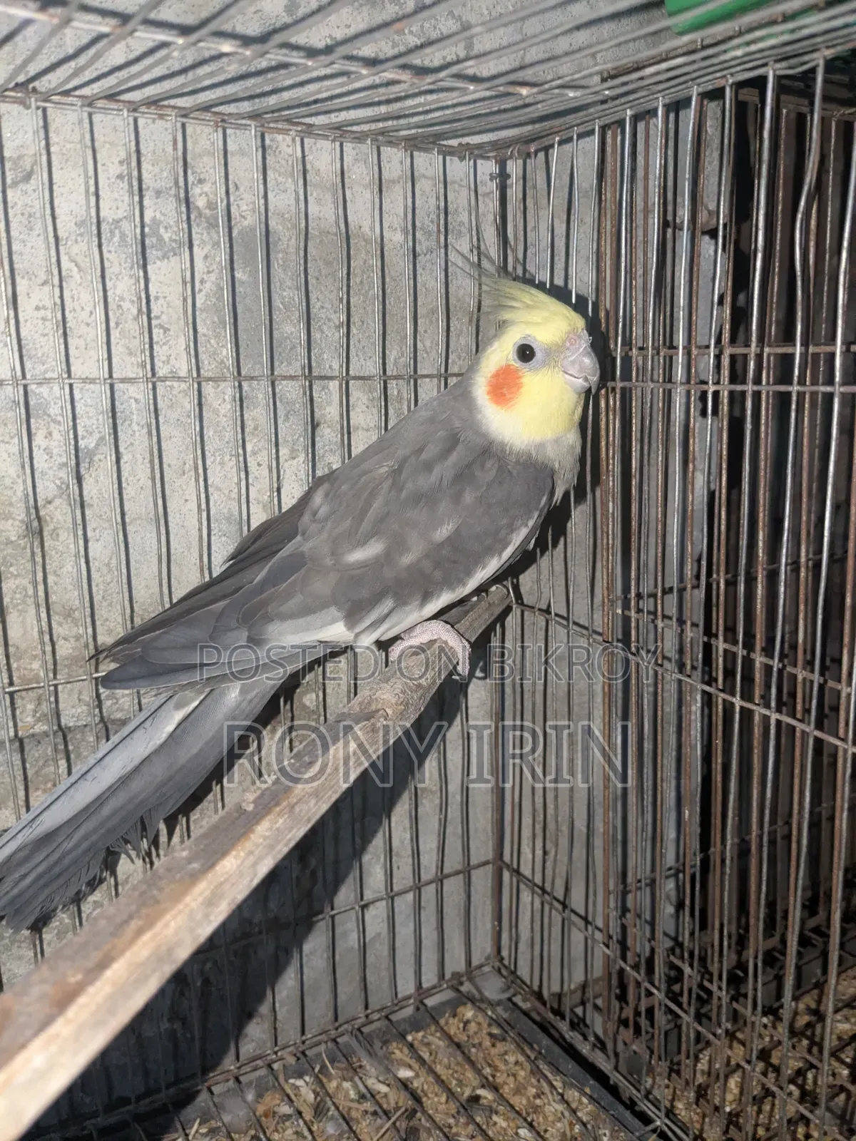 Running Male Cocatel