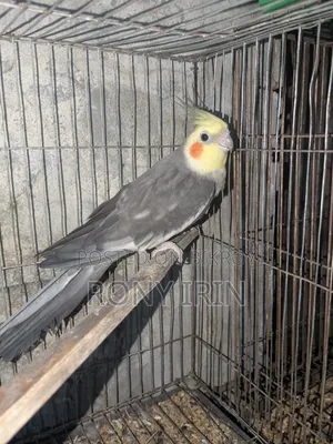 Running Male Cocatel