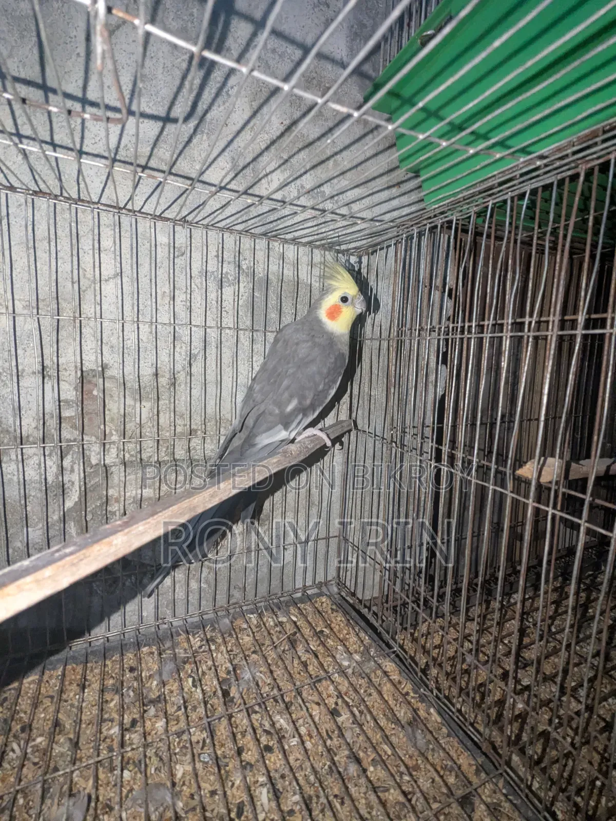 Running Male Cocatel