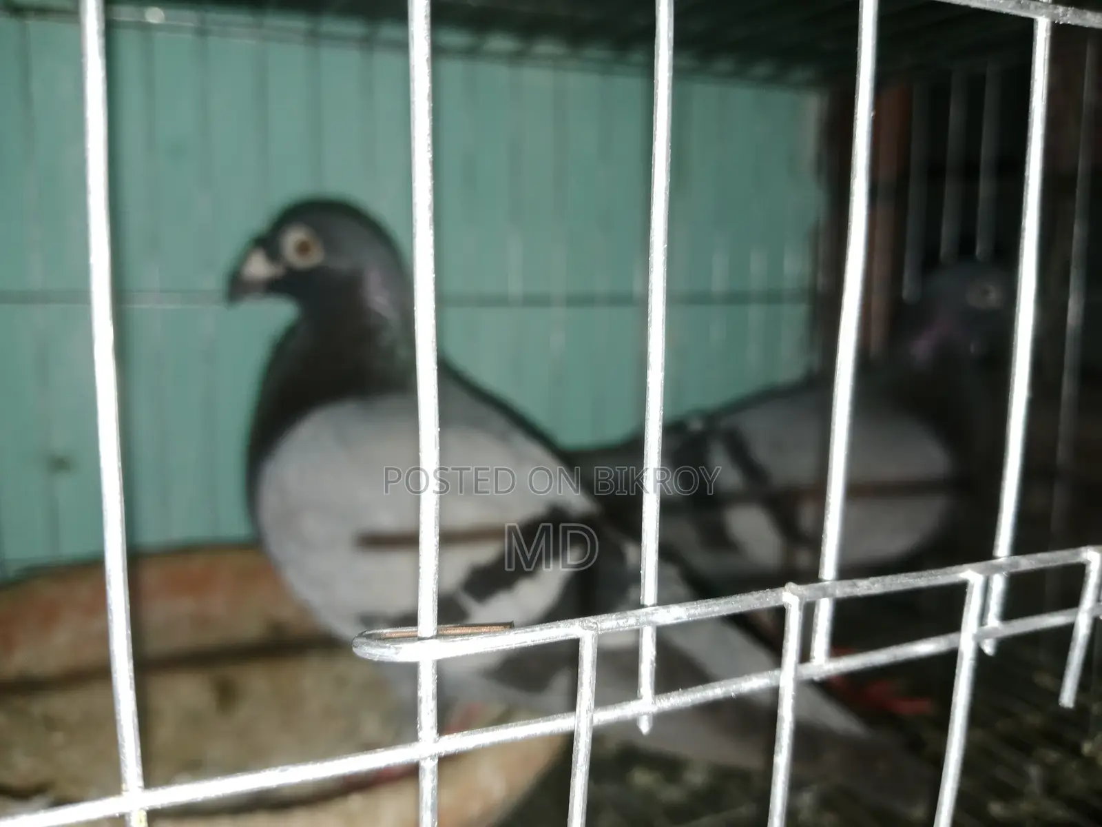 হুমা কবুতর।