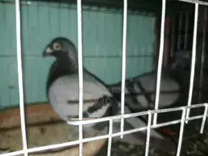 হুমা কবুতর।