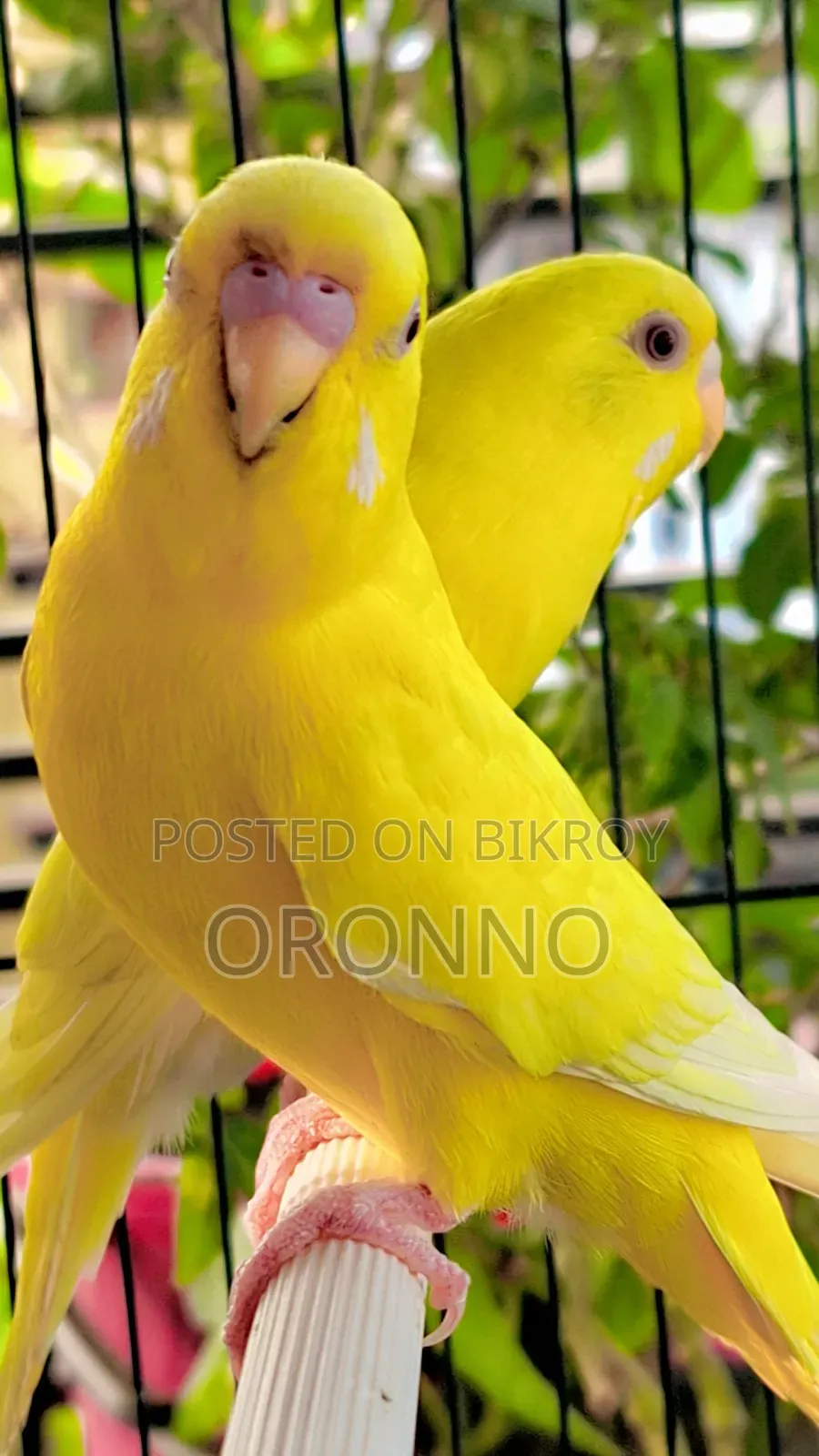 Red Eye Lotino Running Pair