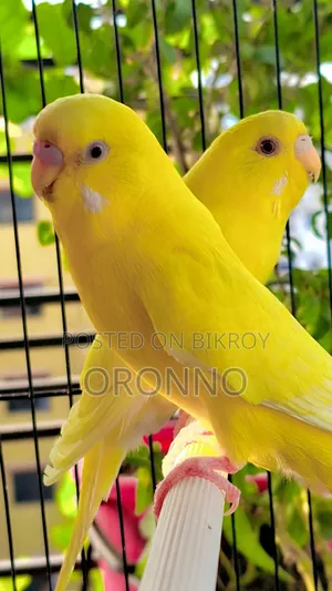 Red Eye Lotino Running Pair