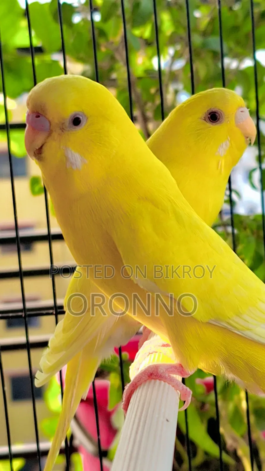 Red Eye Lotino Running Pair