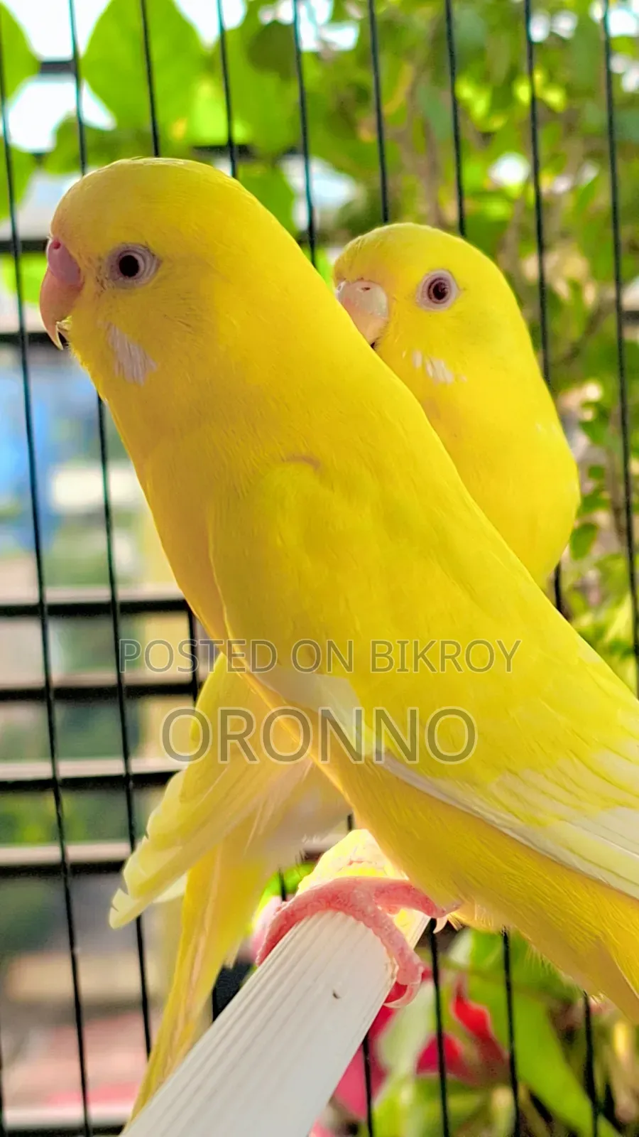 Red Eye Lotino Running Pair