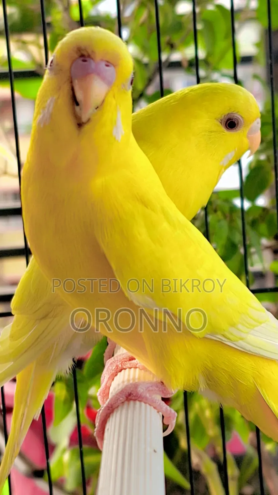 Red Eye Lotino Running Pair