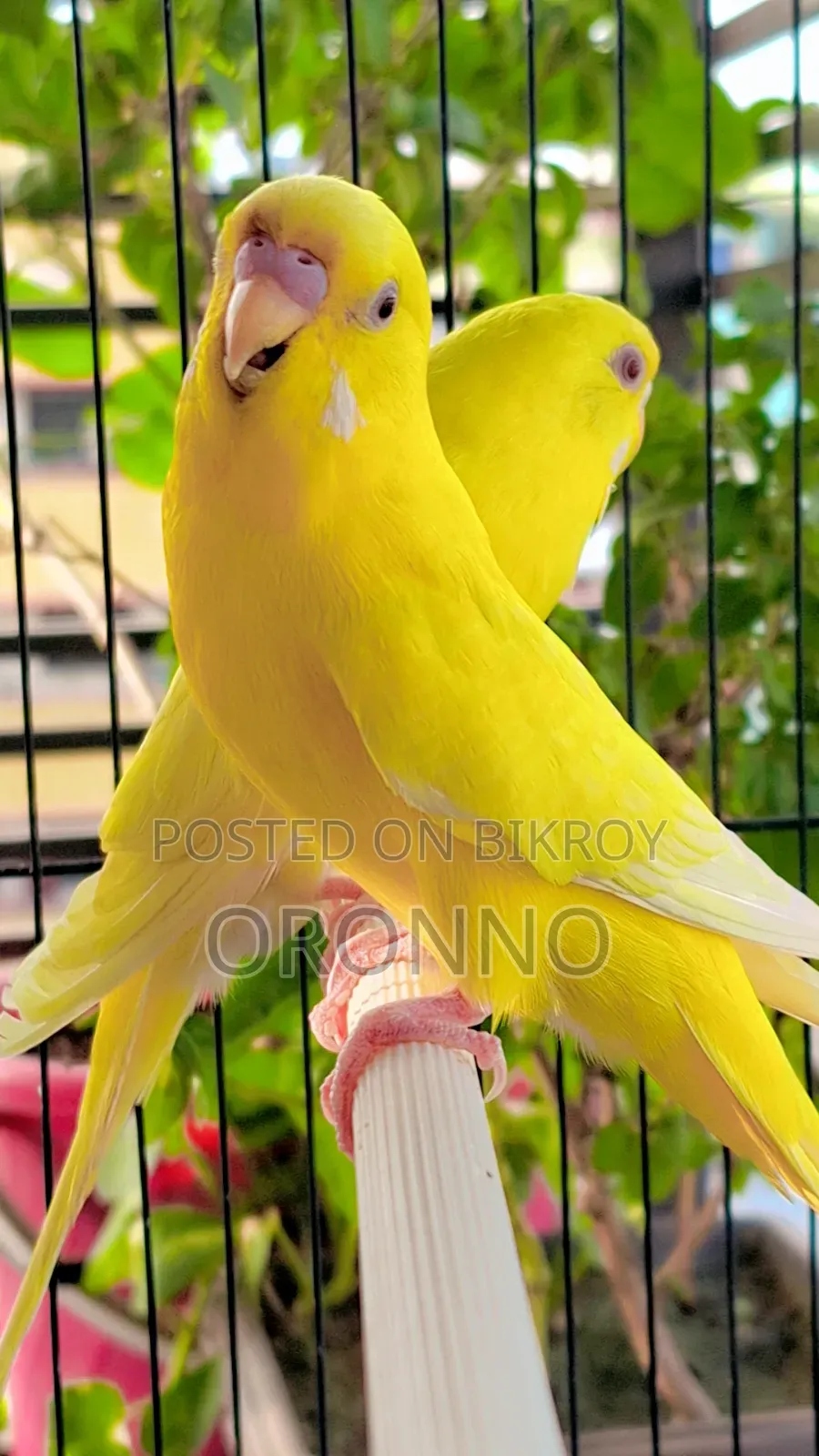 Red Eye Lotino Running Pair