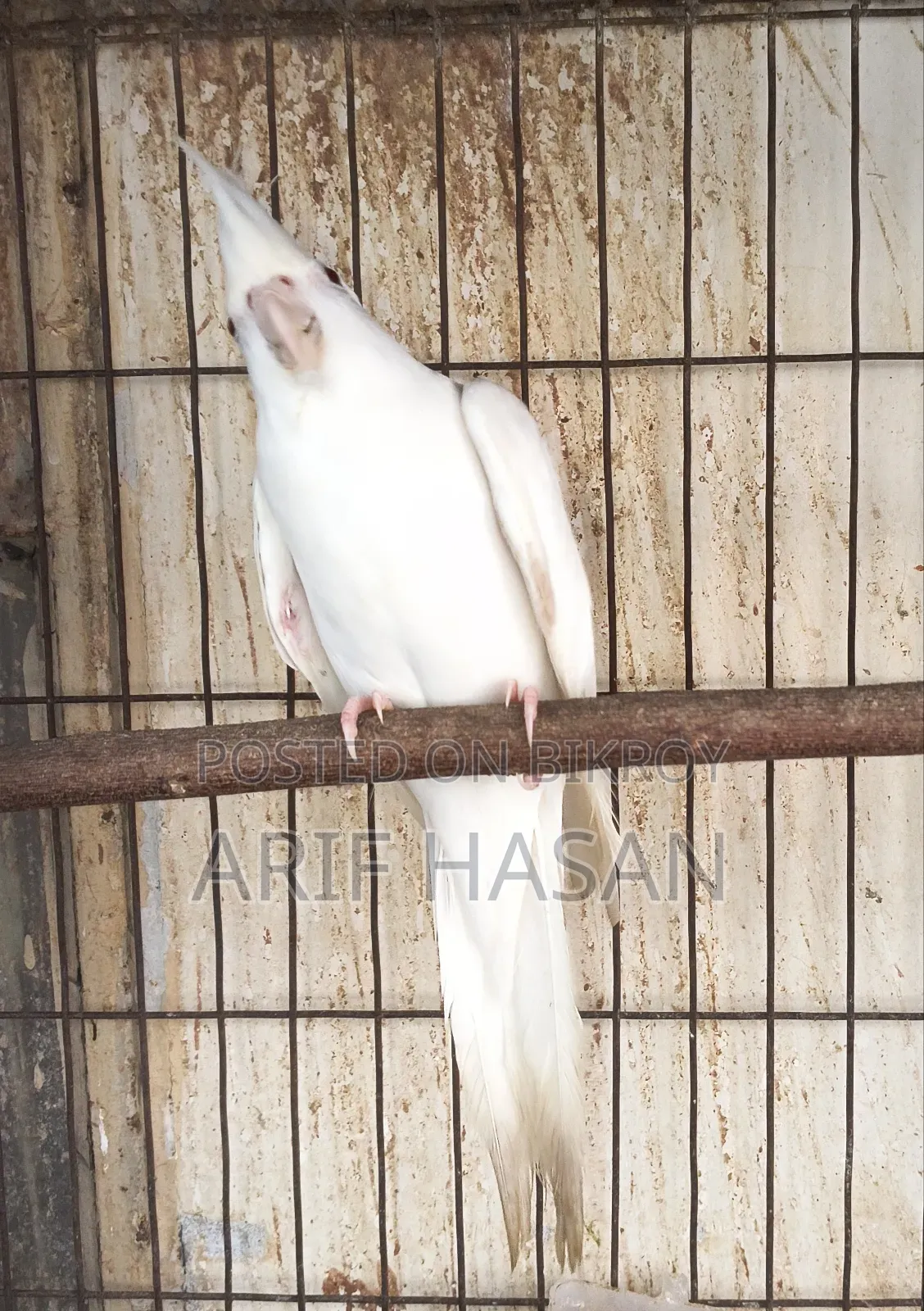 কোকাটেল পাখি