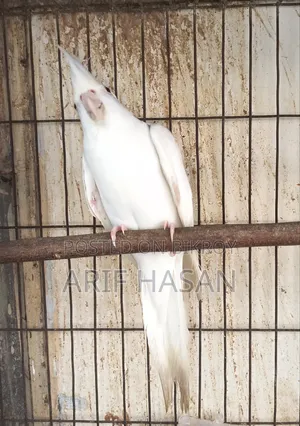 কোকাটেল পাখি