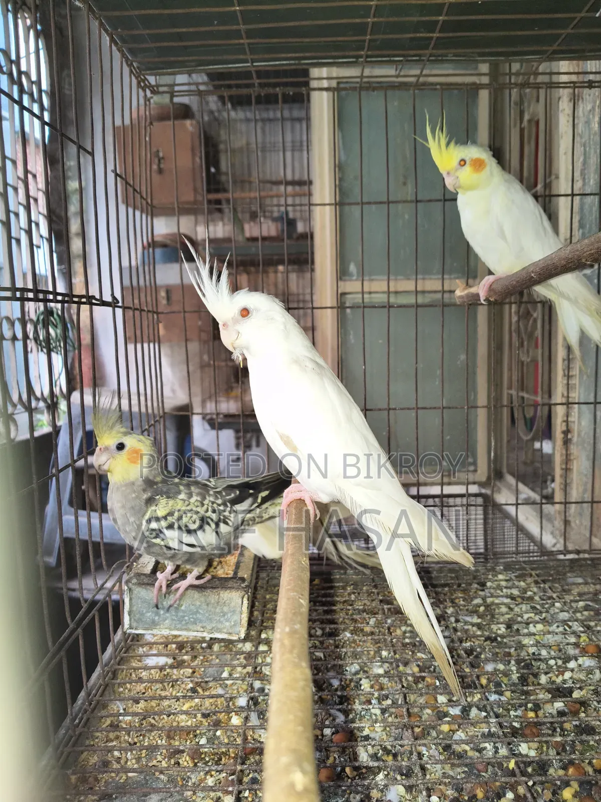 কোকাটেল পাখি