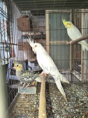 কোকাটেল পাখি
