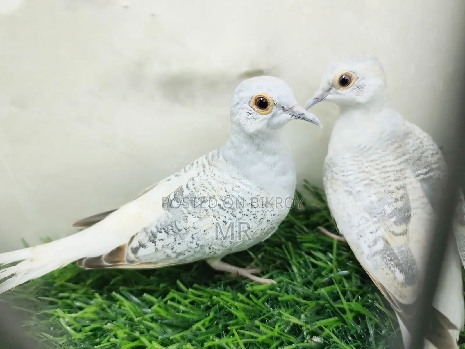 Diamond Dove