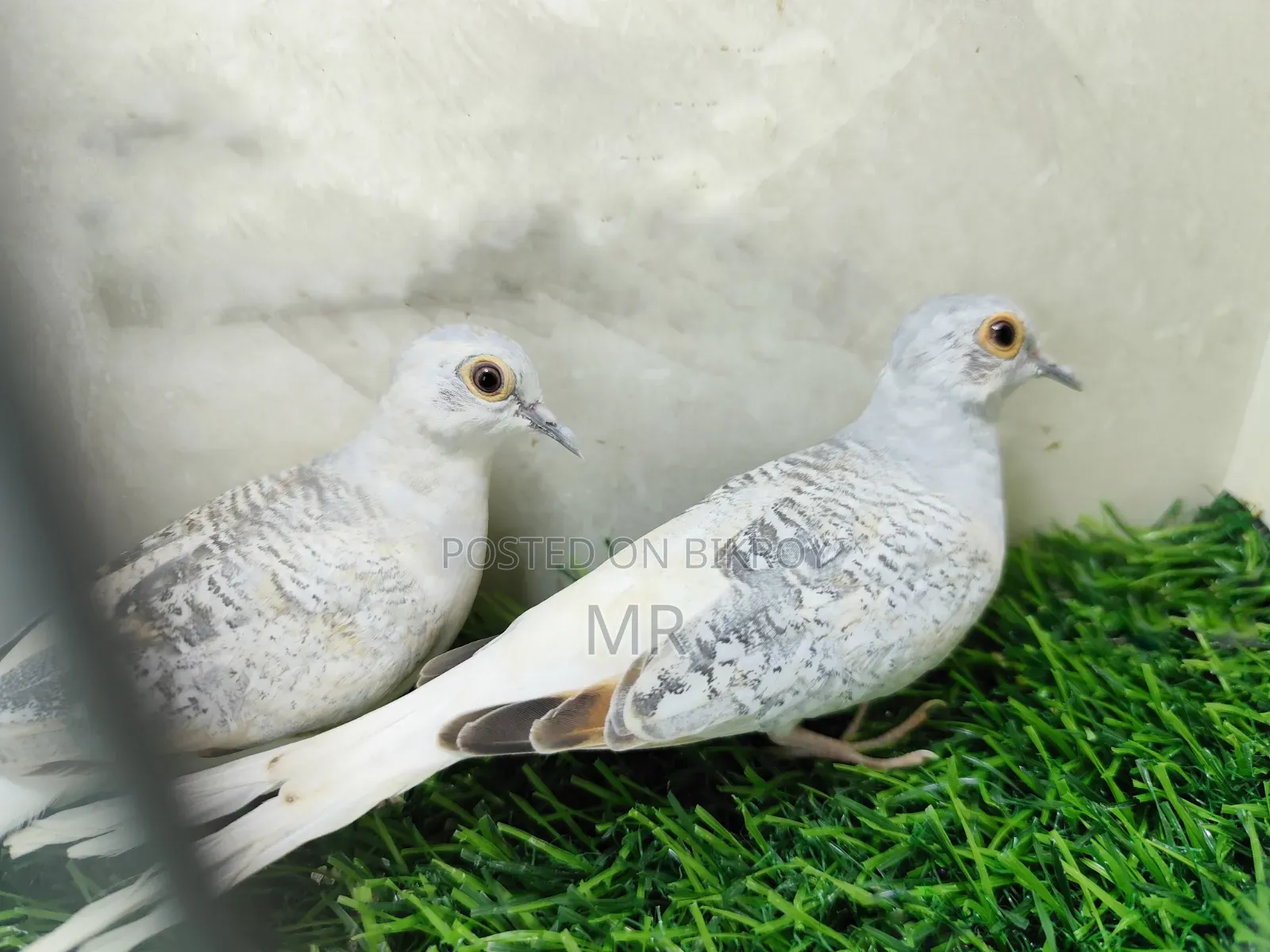 Diamond Dove