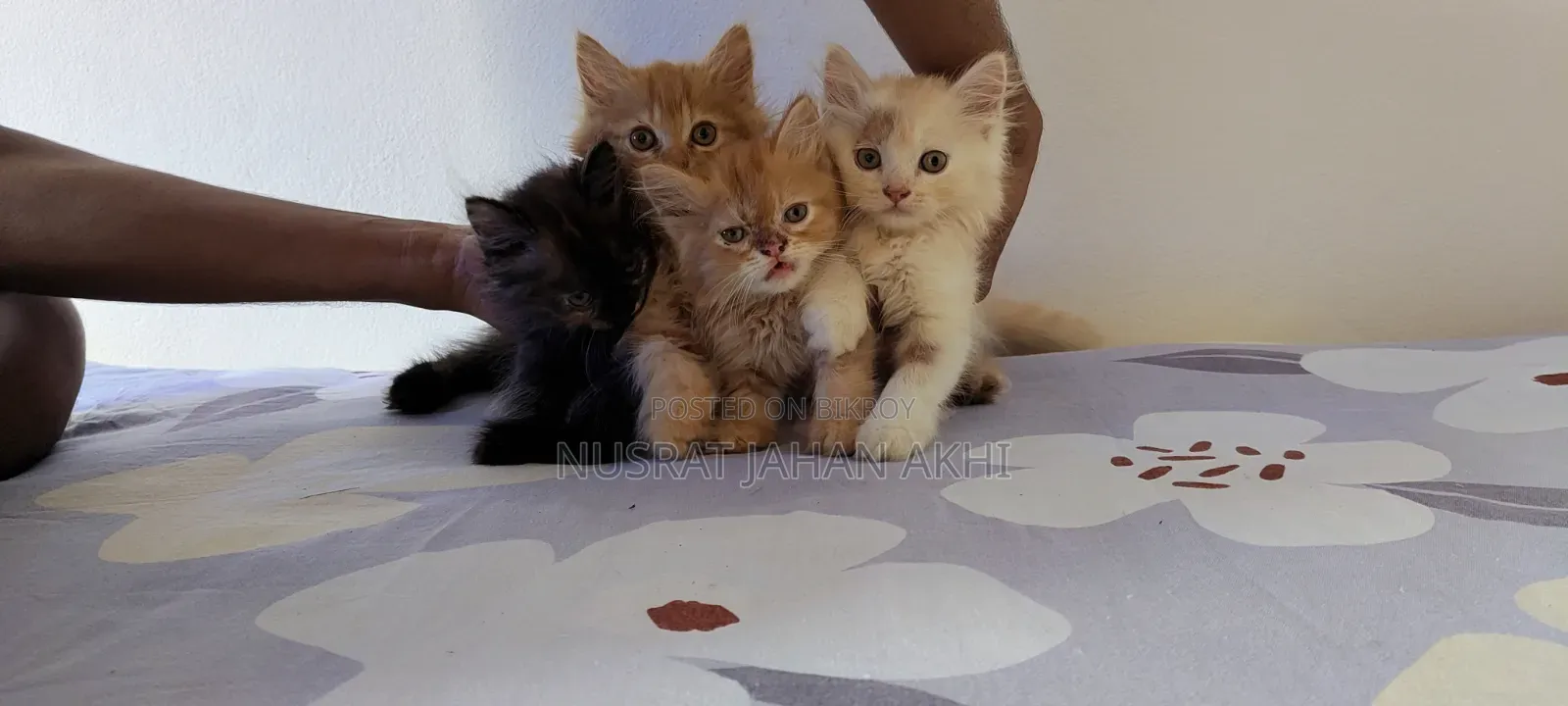 1-3 months Female Purebred Persian