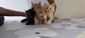 1-3 months Female Purebred Persian