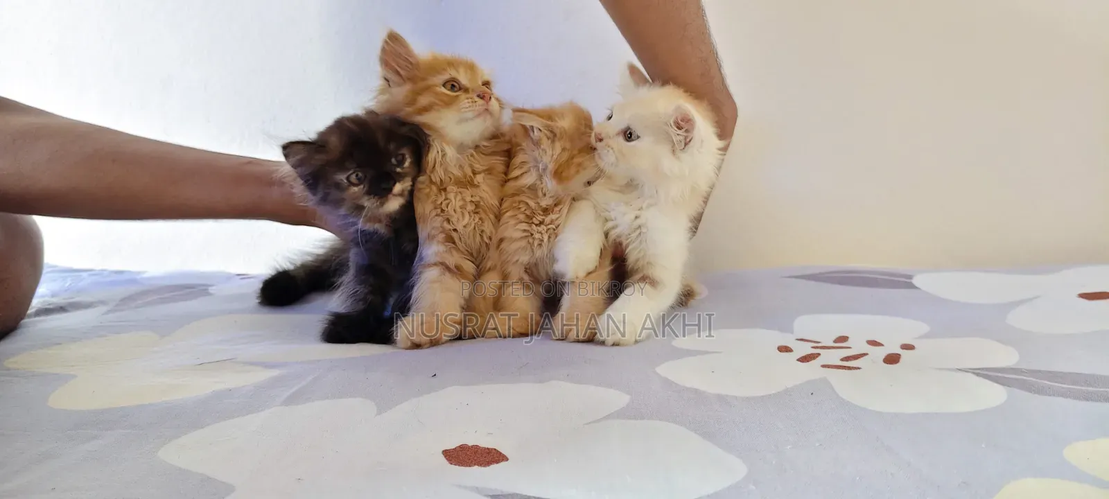 1-3 months Female Purebred Persian