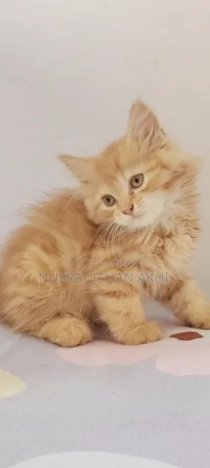 1-3 months Female Purebred Persian
