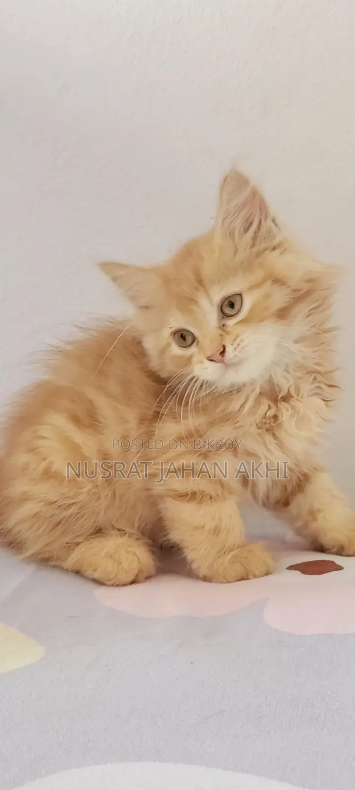 1-3 months Female Purebred Persian