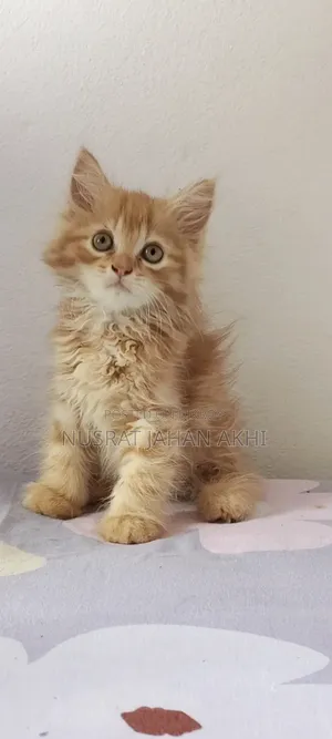 1-3 months Female Purebred Persian