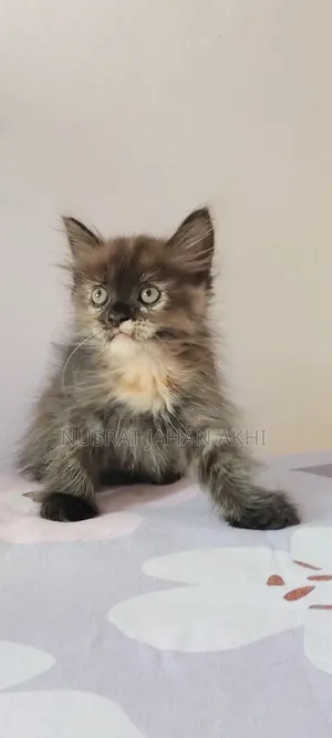 1-3 months Female Purebred Persian