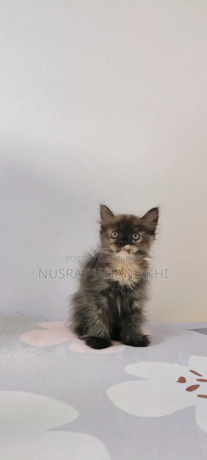 1-3 months Female Purebred Persian