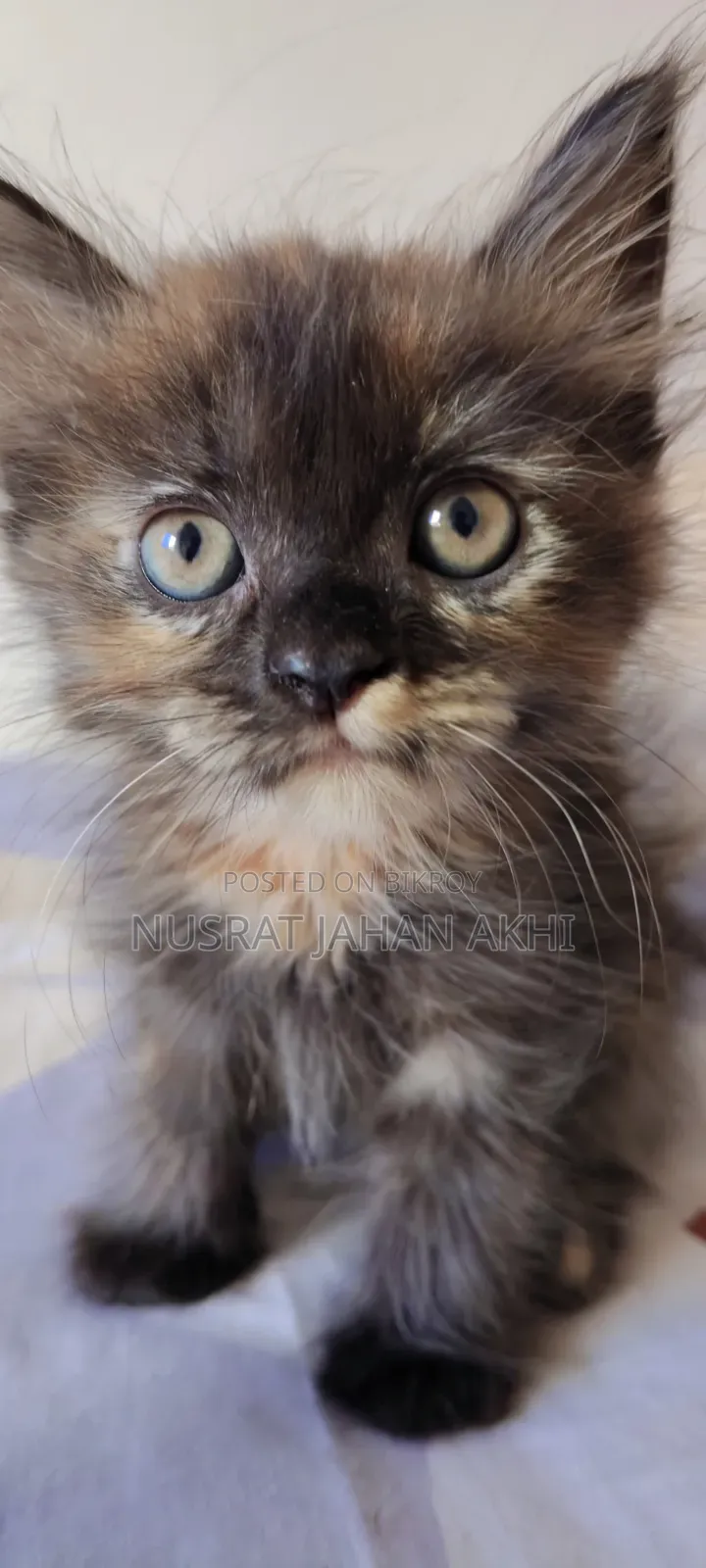 1-3 months Female Purebred Persian
