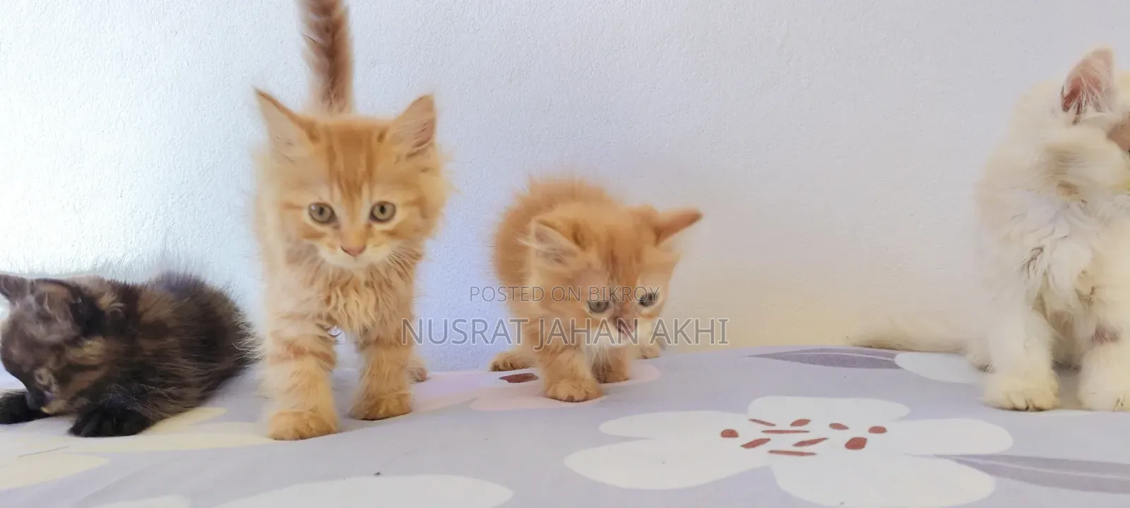 1-3 months Female Purebred Persian
