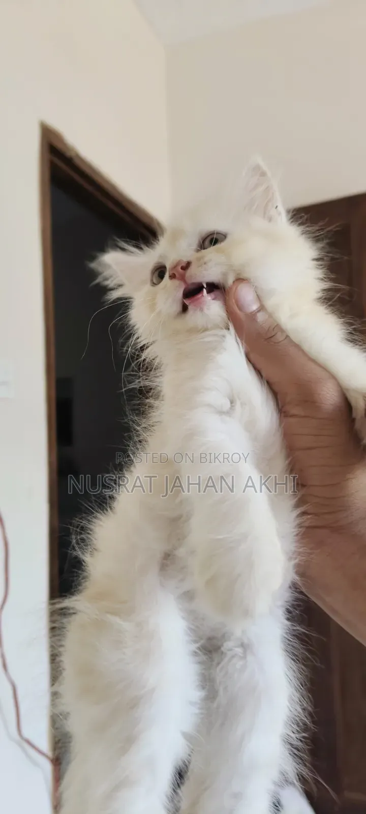 1-3 months Female Purebred Persian