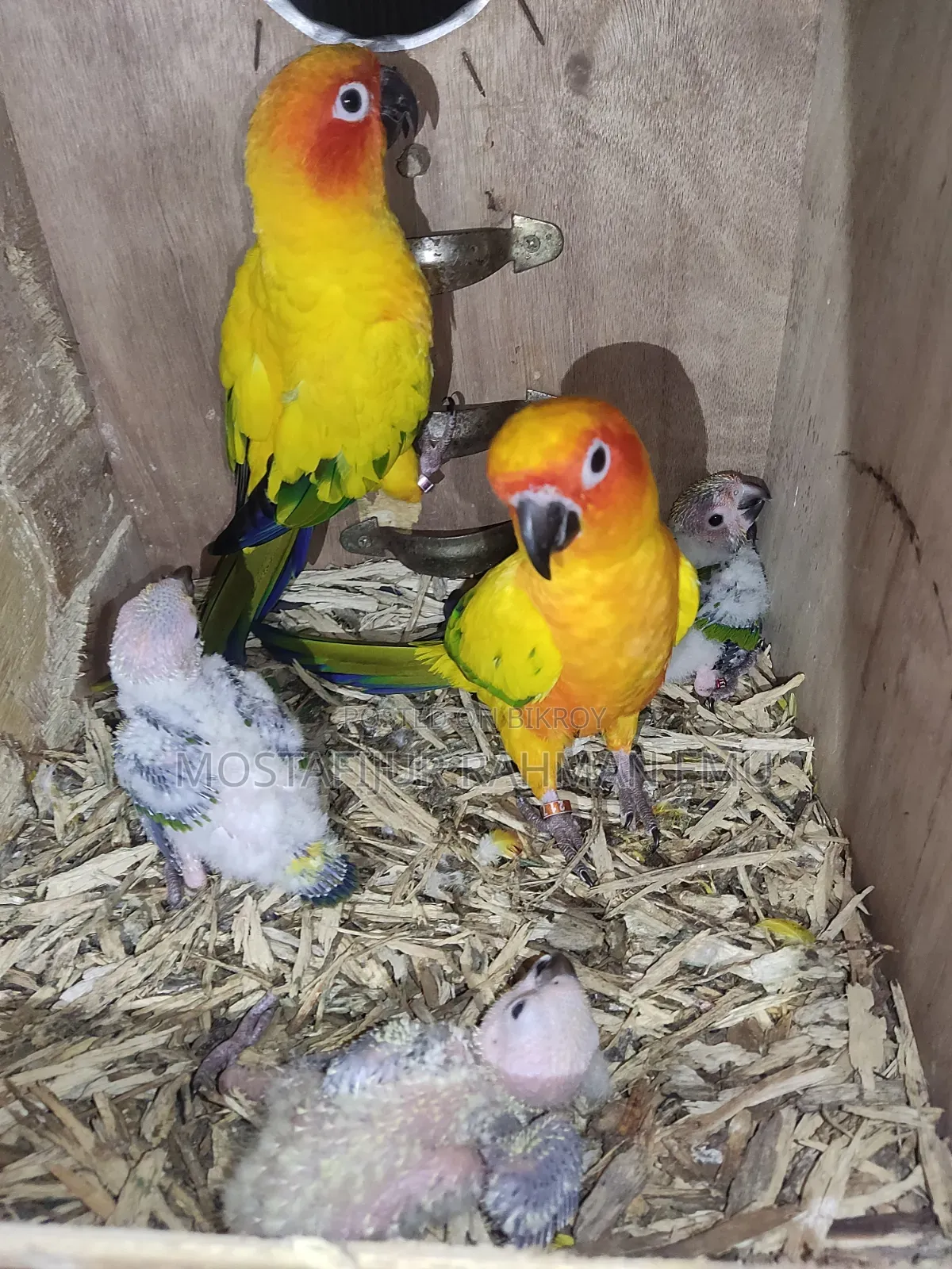 Sun Conure Tame Size