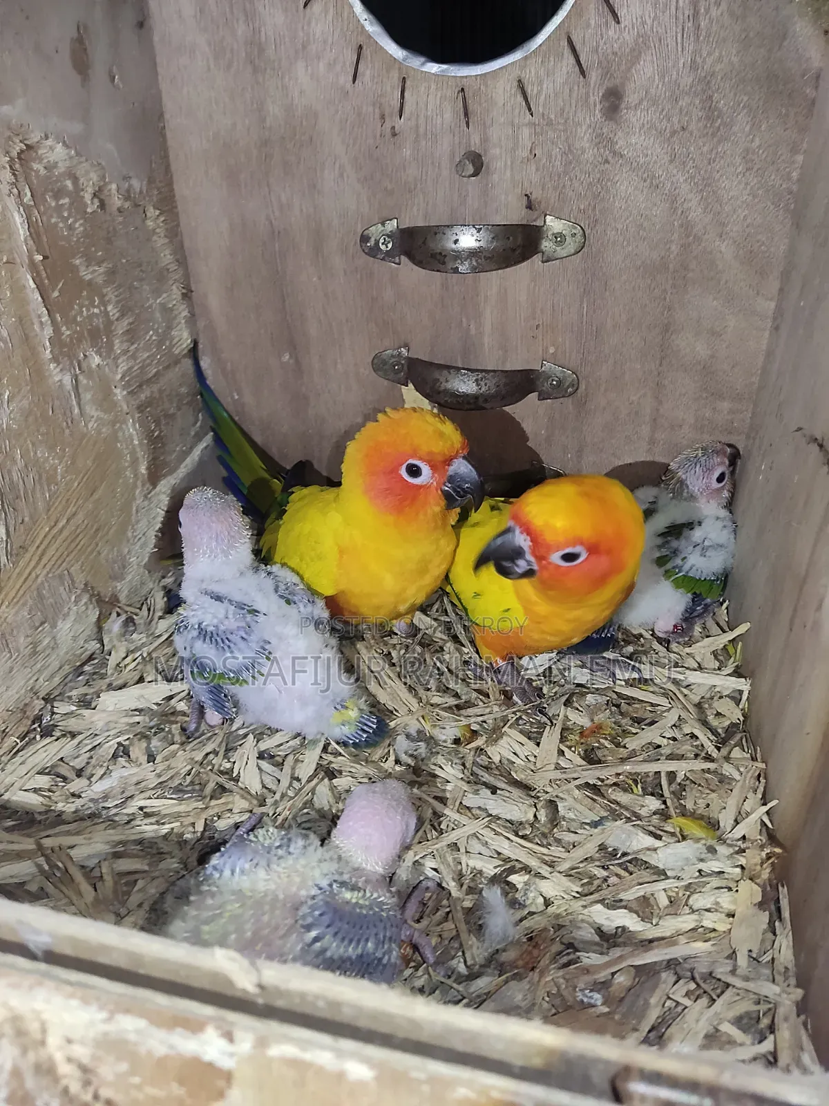 Sun Conure Tame Size