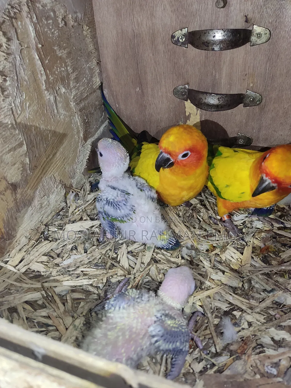 Sun Conure Tame Size