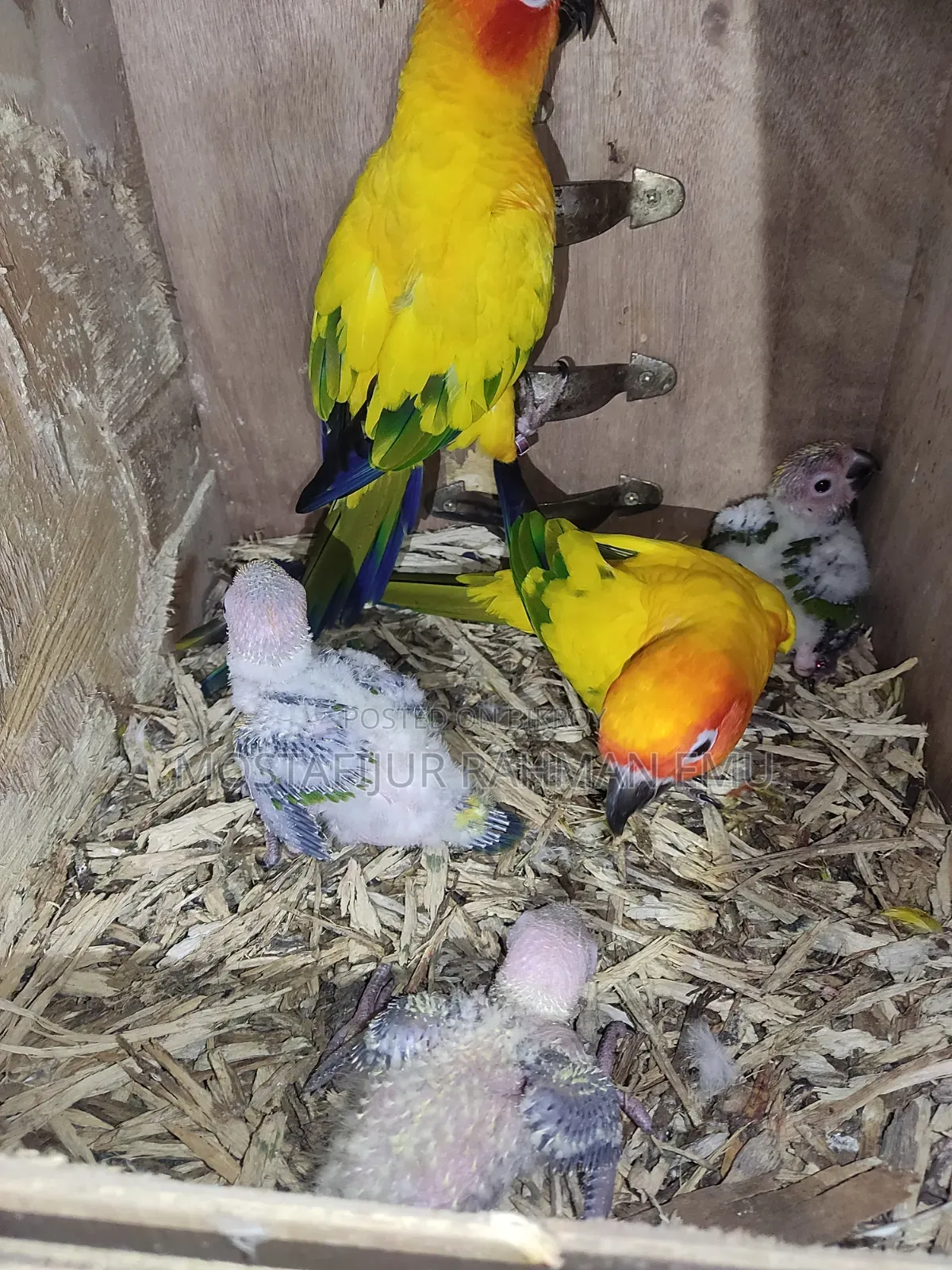 Sun Conure Tame Size