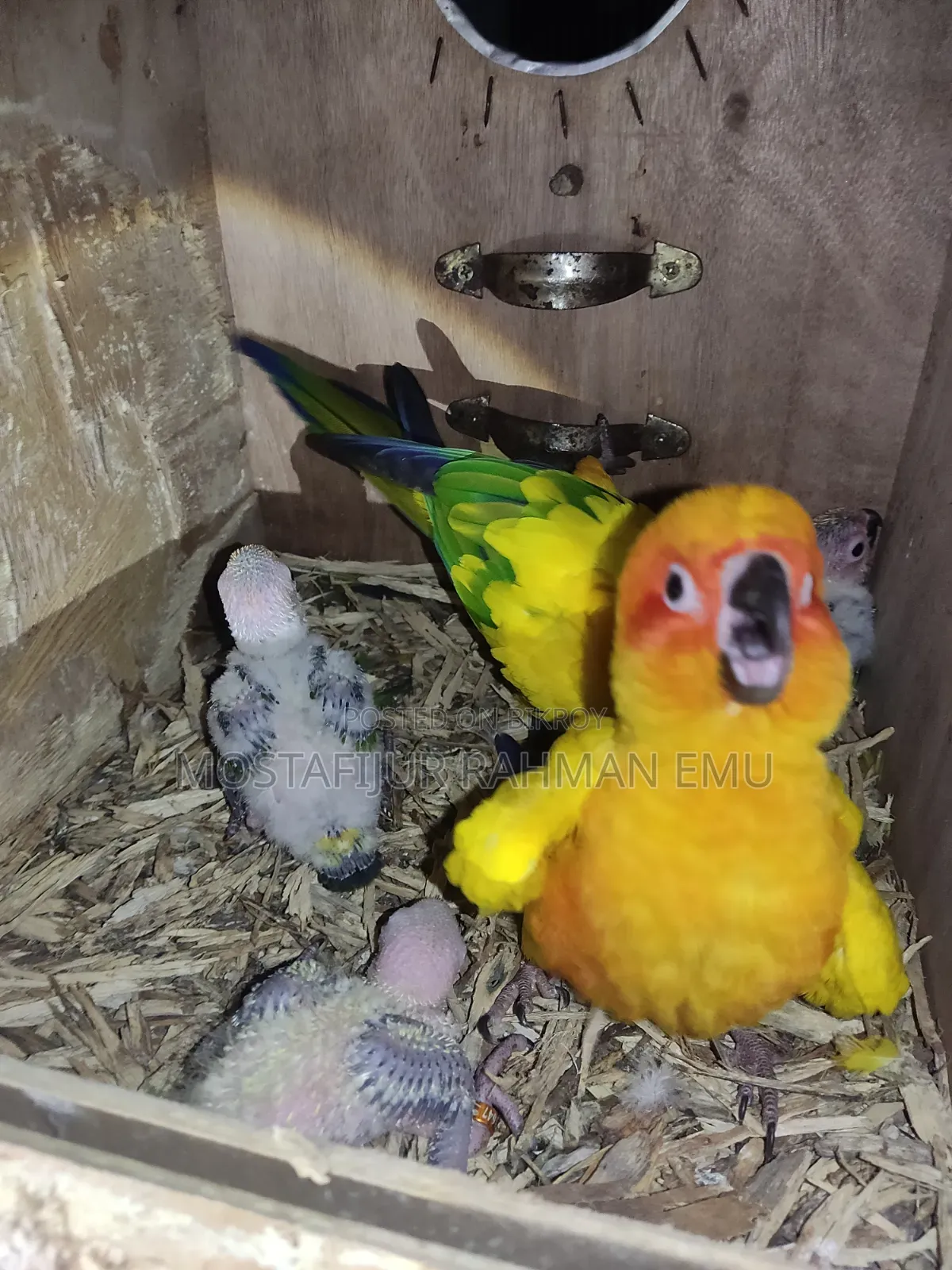 Sun Conure Tame Size