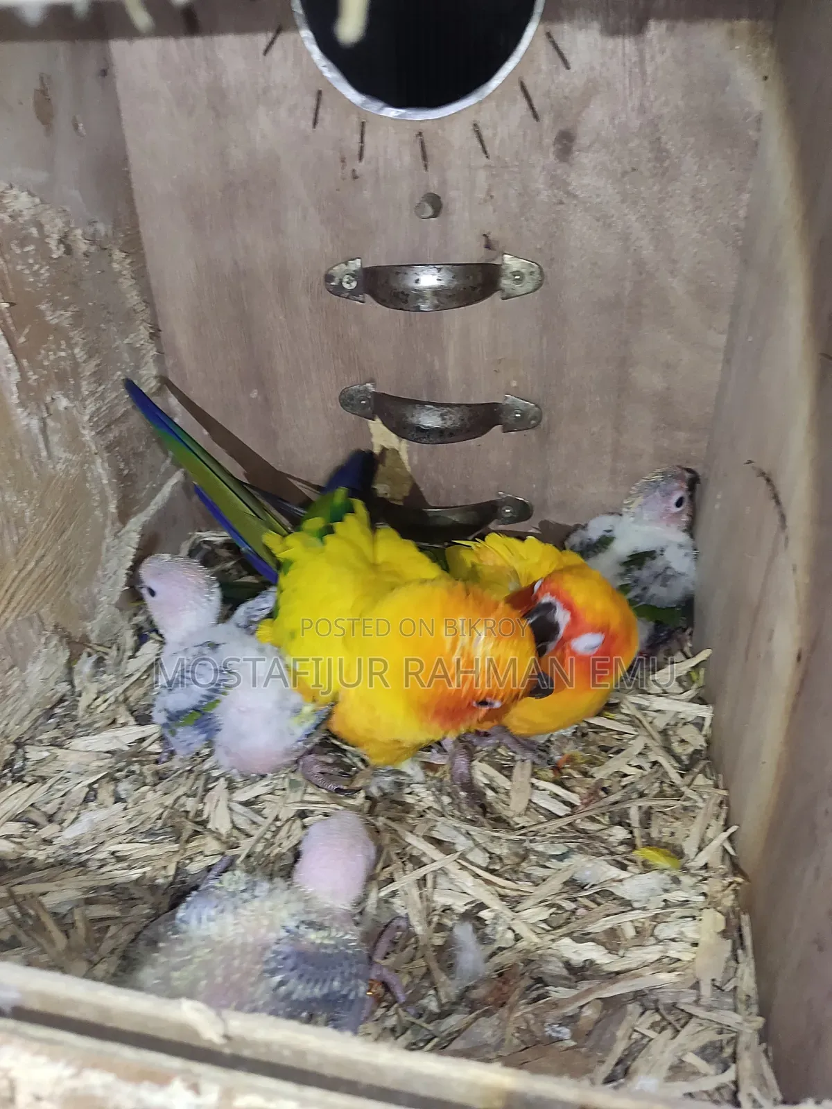 Sun Conure Tame Size
