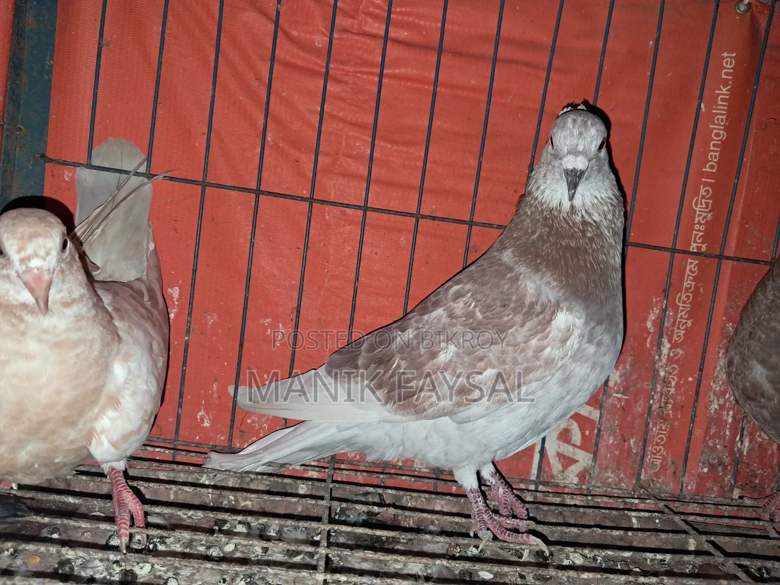 Deshi Kobutor