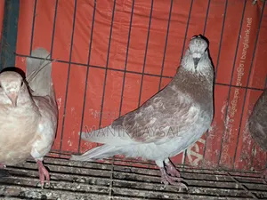 Deshi Kobutor