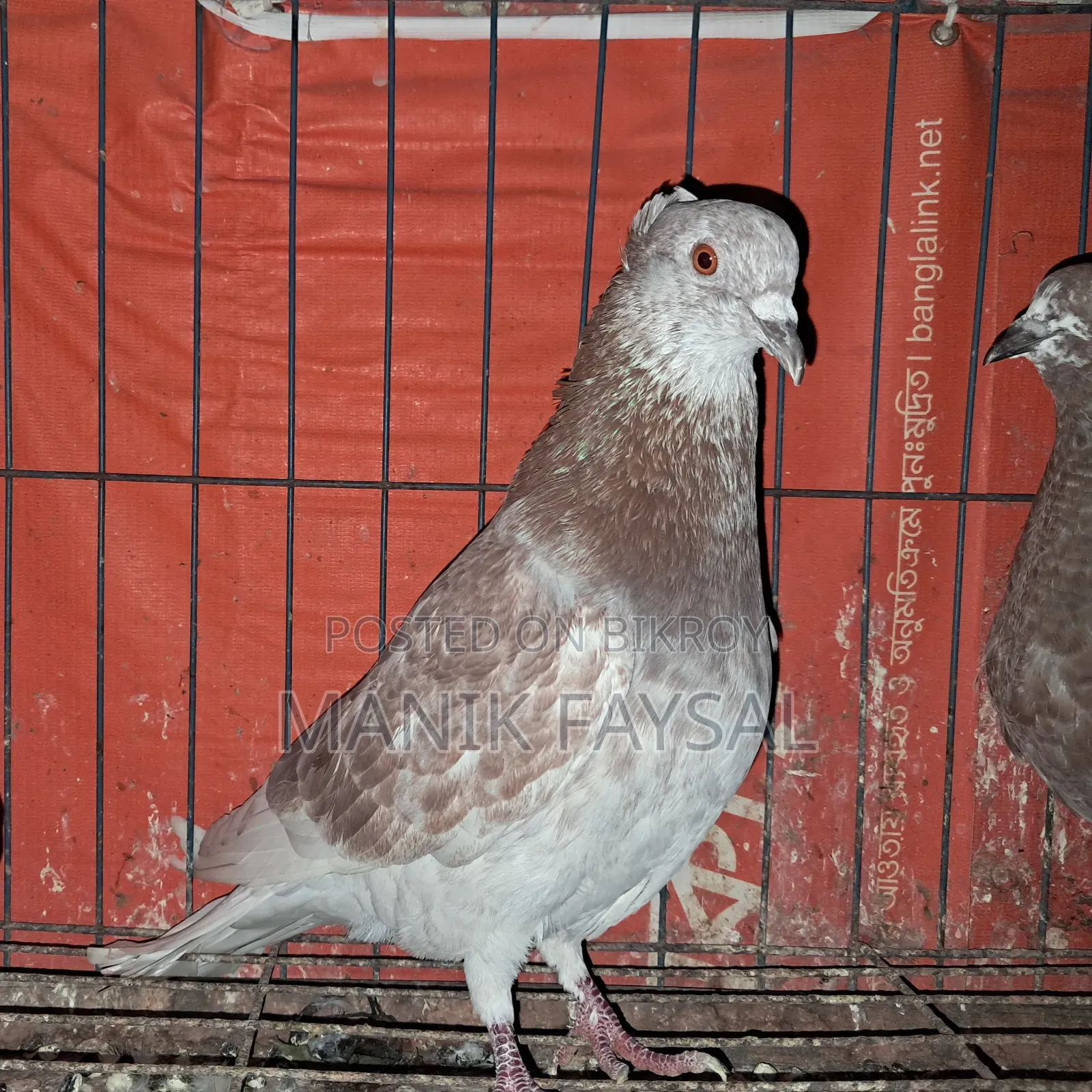 Deshi Kobutor