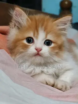 1-3 months Male Purebred Persian