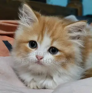 1-3 months Male Purebred Persian