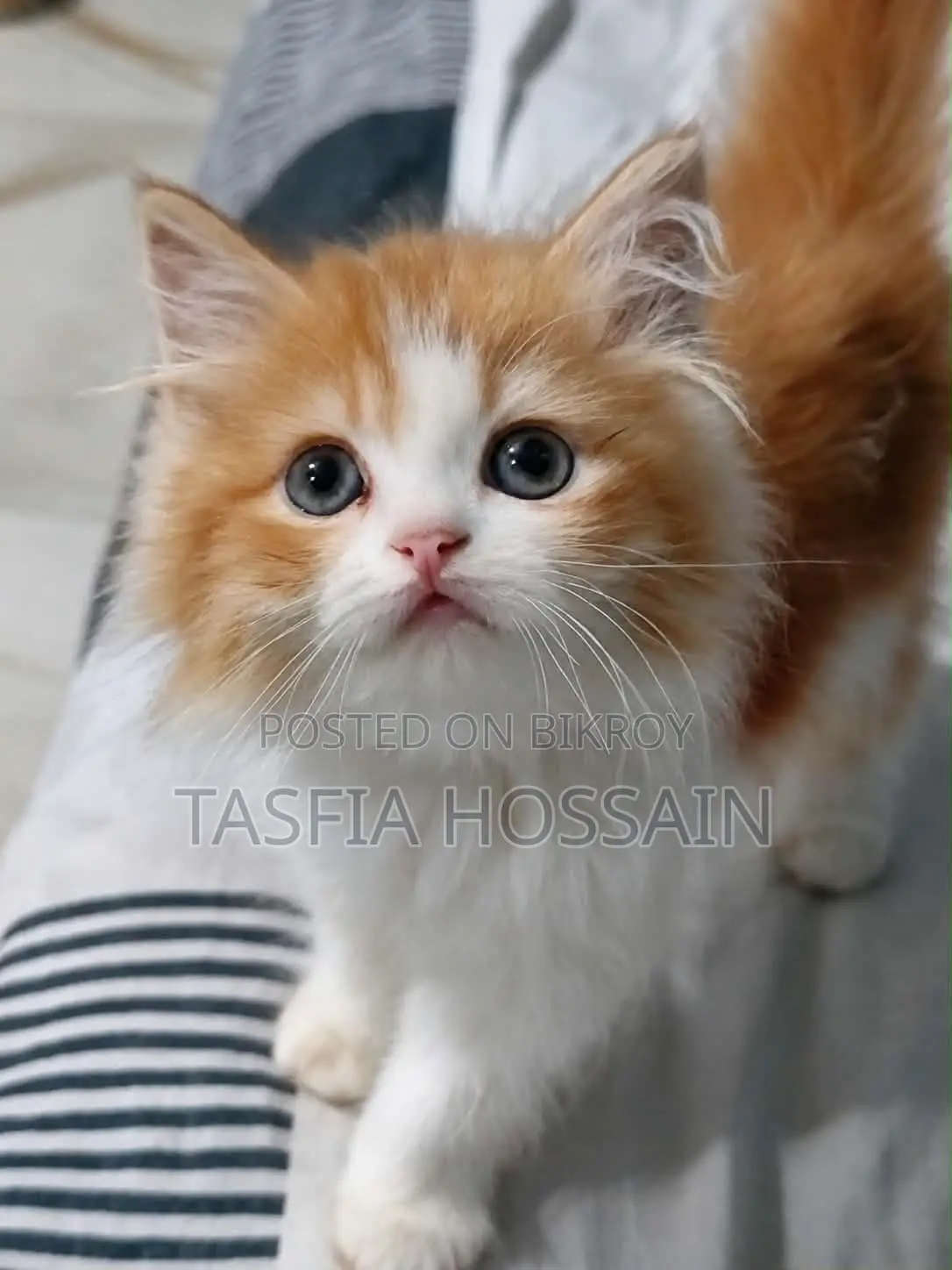 1-3 months Male Purebred Persian
