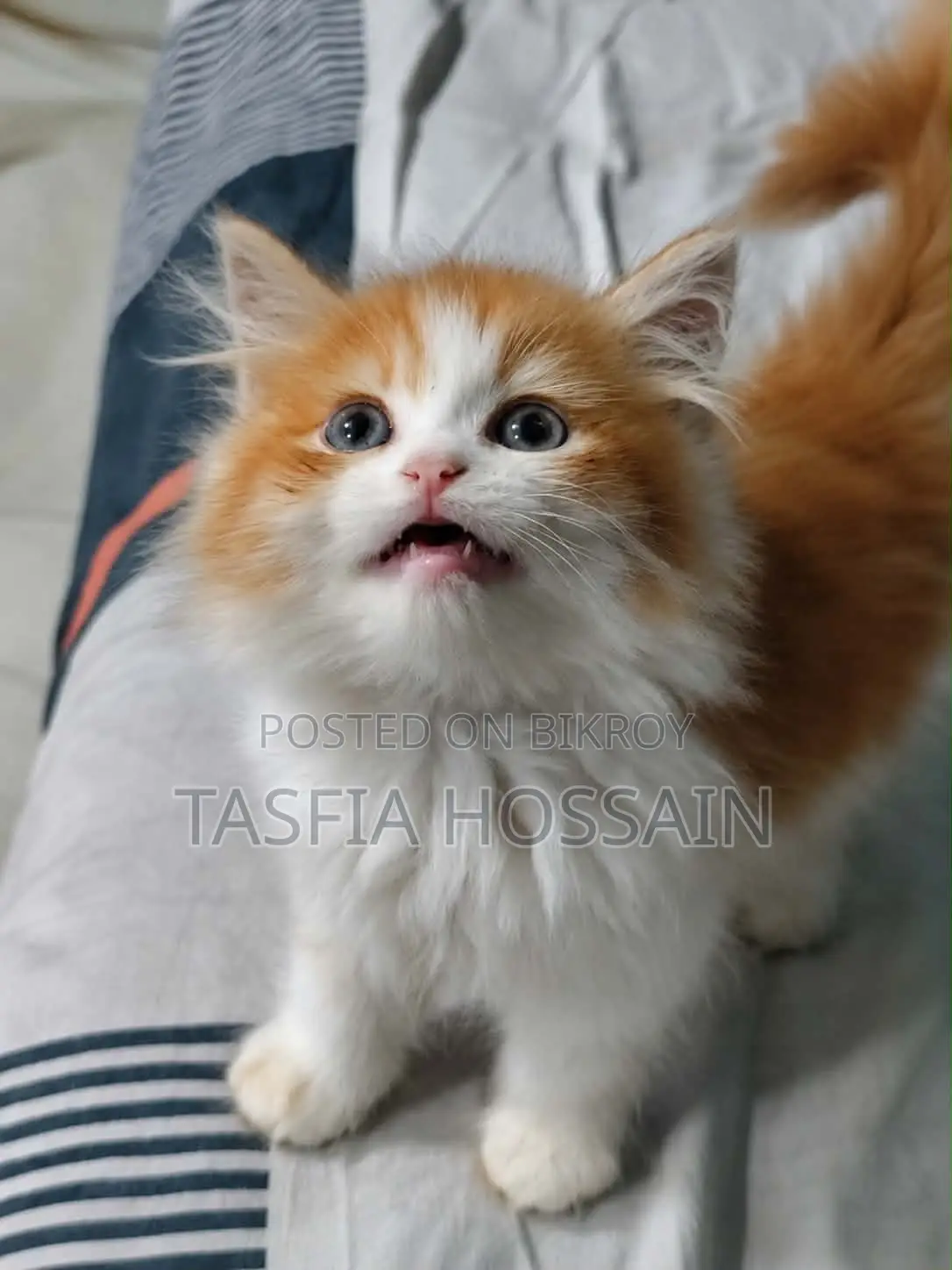 1-3 months Male Purebred Persian